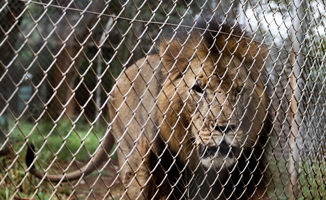 Trophy-hunting-3.jpeg